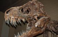 Как узнали о существовании динозавров